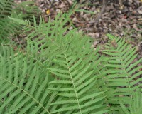 theypteris kunthii.jpg